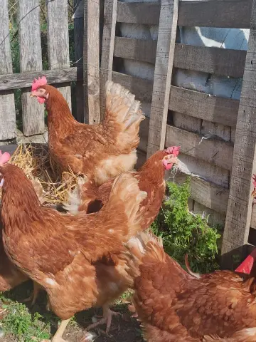 tyukok_raklapok_elott