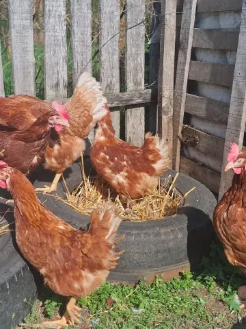 tyukok_sarokban_autogimikkal